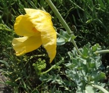 PORTADA.GLAUCIUM.GDFH77