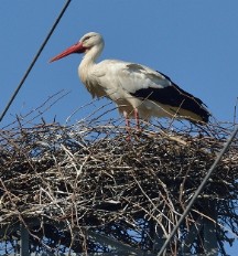 PORTADA.CEGONHA